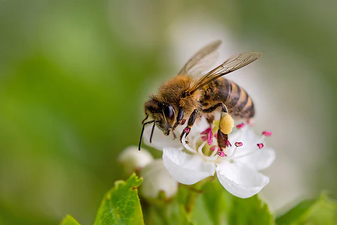 Bee on flower